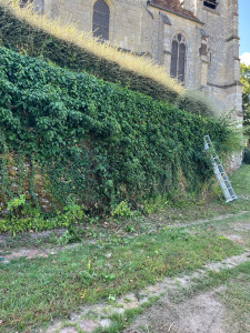 Photo de galerie - Enlèvement lierre 