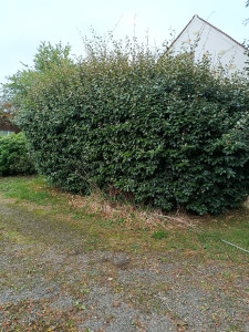 Photo de galerie - Taille de haies et d'arbustes