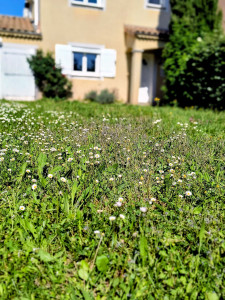 Photo de galerie - Entretien d'un jardin pour un particulier.
