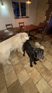 Photo de galerie - Garde de chiens 