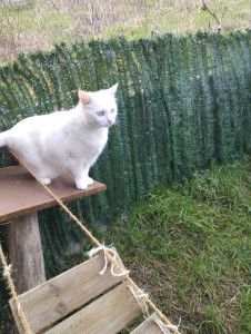 Photo de galerie - Garde animaux
