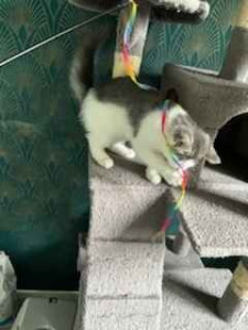 Photo de galerie - Toujours la même petite chatonne