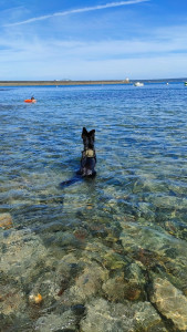 Photo de galerie - Garde chien
