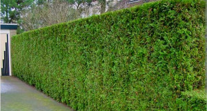 Photo de galerie - Taille de haies et d'arbustes