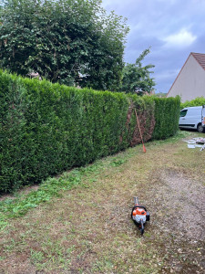 Photo de galerie - Taille tuyas 