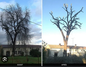 Photo de galerie - Elagage et coupe d'arbres