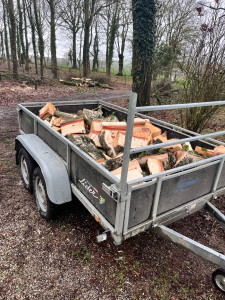 Photo de galerie - Elagage et coupe d'arbres