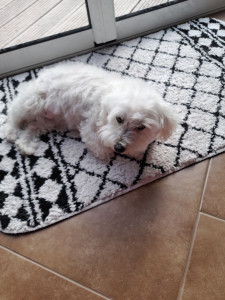 Photo de galerie - Garde chien