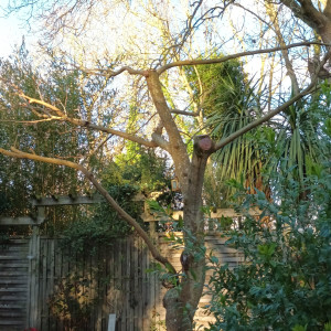 Photo de galerie - Elagage et coupe d'arbres