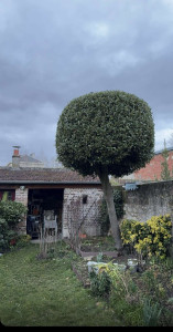 Photo de galerie - Taille petit arbuste après 