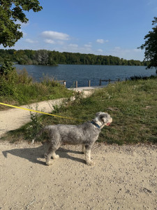 Photo de galerie - Garde chien