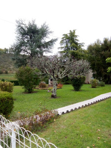 Photo de galerie - Taille d'arbre