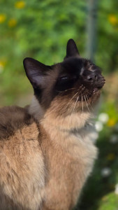 Photo de galerie - Garde chez le mimi