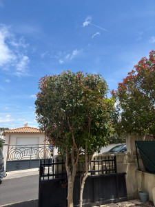 Photo de galerie - Taille d’un photinia rouge sur Juvignac