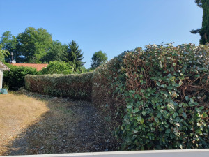 Photo de galerie - Taille de haie hauteur 2m