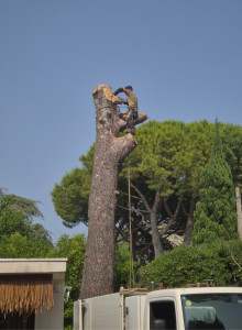 Photo de galerie - Elagage et coupe d'arbres