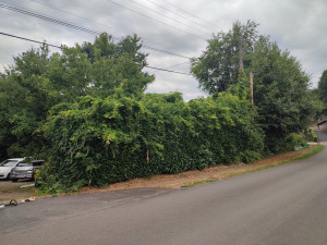 Photo de galerie - <AVANT> Rabattage de haie de 1m50.