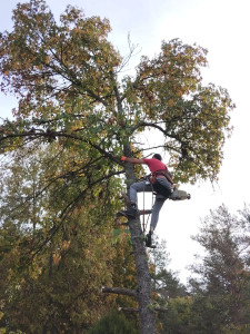 Photo de galerie - élagage puis abbatage a hauteur de 50 cm pour retirer la souche 
