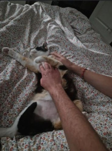 Photo de galerie - Garde d'animaux