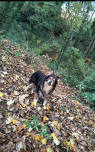 Photo de galerie - Balade à la forêt 
