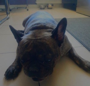 Photo de galerie - Garde chien