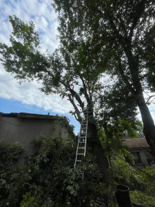 Photo de galerie - Après élagage 