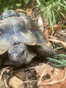 Photo de galerie - Une tortue 