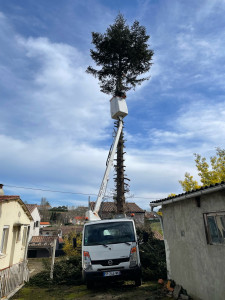 Photo de galerie - Elagage et coupe d'arbres