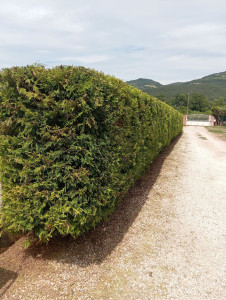 Photo de galerie - Taille haie 'débroussailleuse, tondeuse polyvalent 