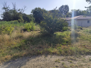 Photo de galerie - Tonte de pelouse - Débroussaillage