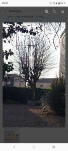 Photo de galerie - Elagage et coupe d'arbres