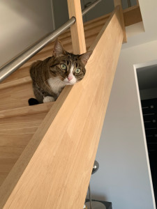 Photo de galerie - Jeu avec chats