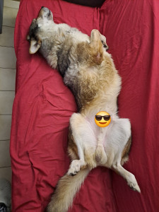 Photo de galerie - Petite sieste pour Odin