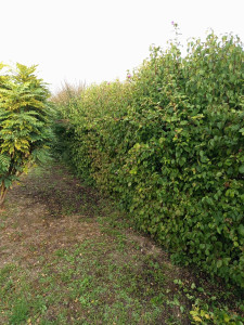 Photo de galerie - Voilà la taille de haie effectué aujourd'hui 