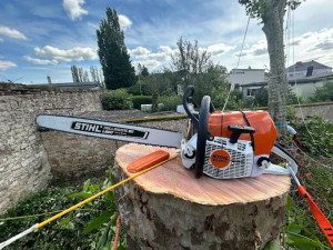 Photo de galerie - 3 platanes malades 