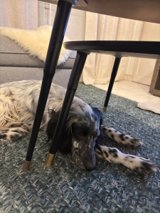 Photo de galerie - Rivage