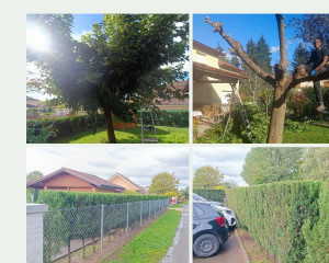 Photo de galerie - Elagage et coupe d'arbres