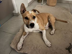 Photo de galerie - American Staff