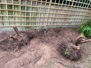 Photo de galerie - Taille de haies et d'arbustes