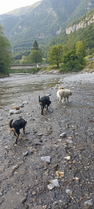 Photo de galerie - Garde chien