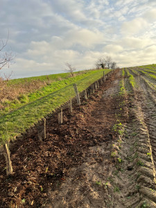 Photo de galerie - Mise en place d’une haie