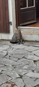 Photo de galerie - Garde en extérieur 