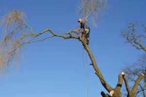 Photo de galerie - Elagage