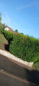 Photo de galerie - Taille de haies et d'arbustes
