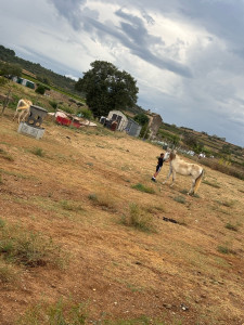Photo de galerie - Je m’occupe de 2 juments 