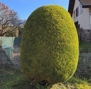 Photo de galerie - Taillage avec succès 