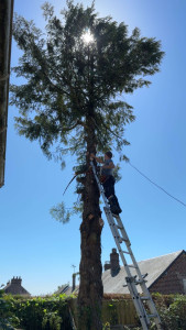 Photo de galerie - Élagage 