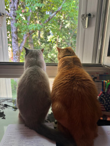 Photo de galerie - Surveillance