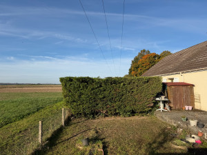 Photo de galerie - Rabattage d’un cyprès 