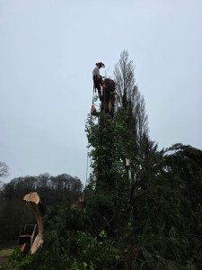 Photo de galerie - Elagage et coupe d'arbres